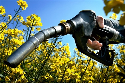 EU za izkoreninjenje biogoriv iz poljščin